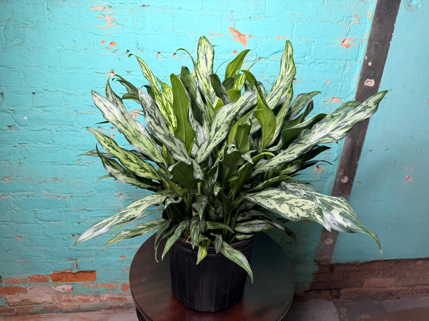 Aglaonema Maria 10”
