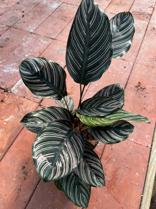 Calathea Pin Strip (6 inch)
