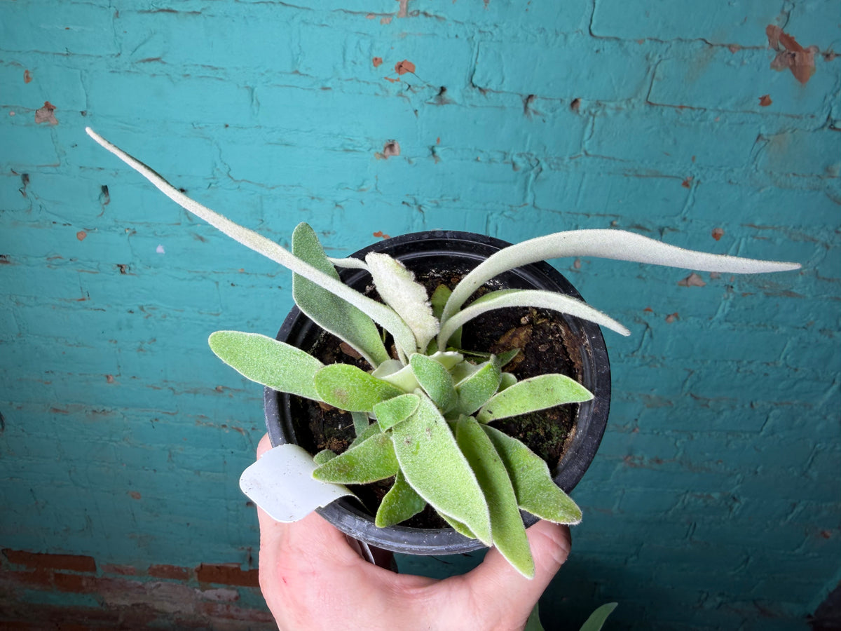Platycerium Staghorn Silver 4”