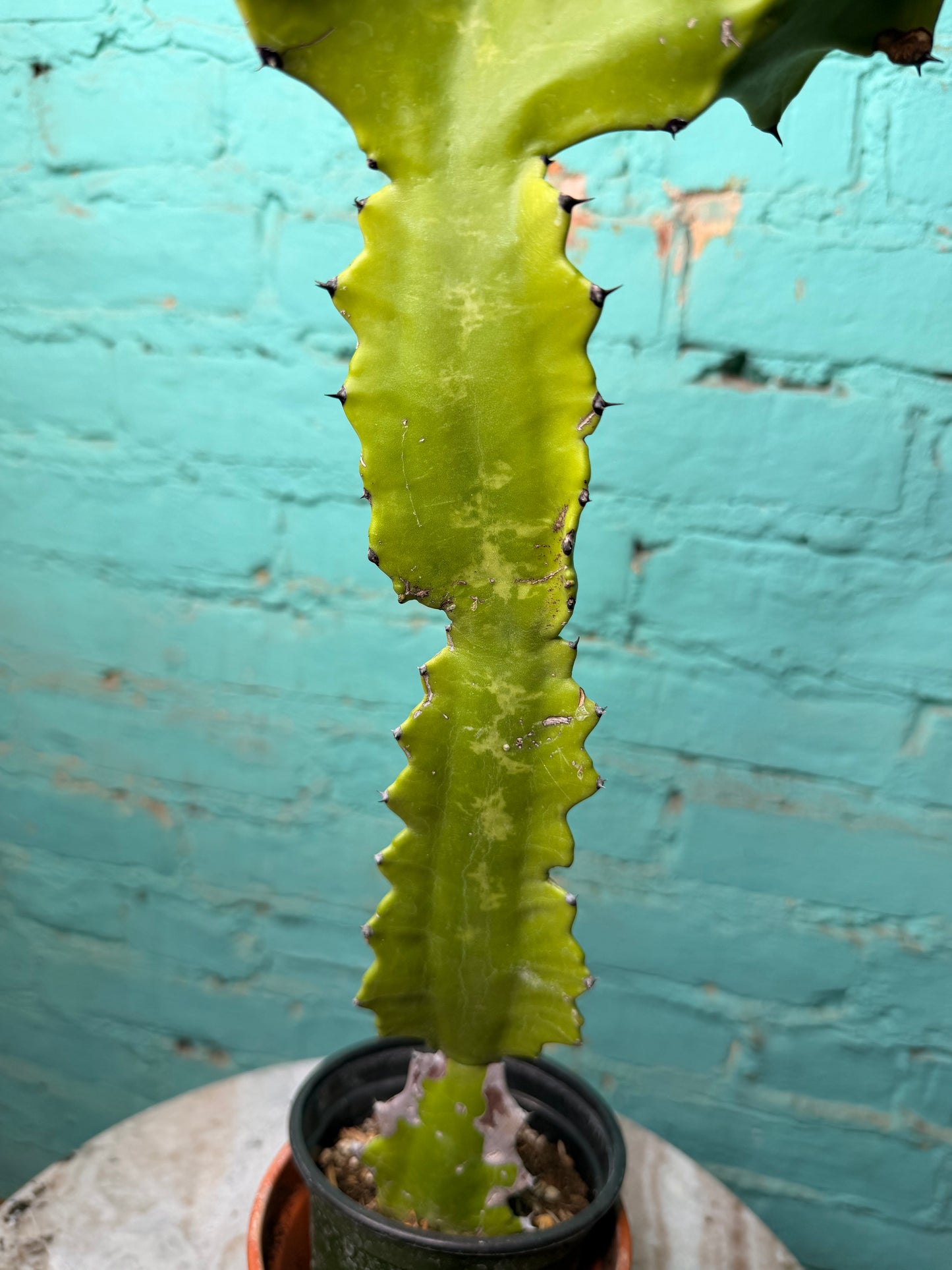 Euphorbia Trigonia “Green Dragon” 4”