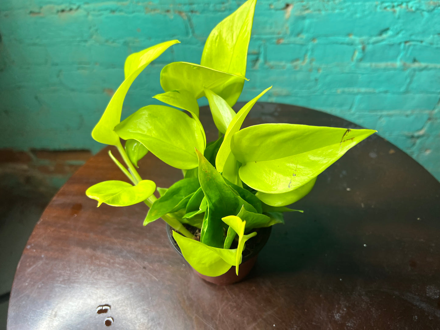 Pothos San Paulo 4”