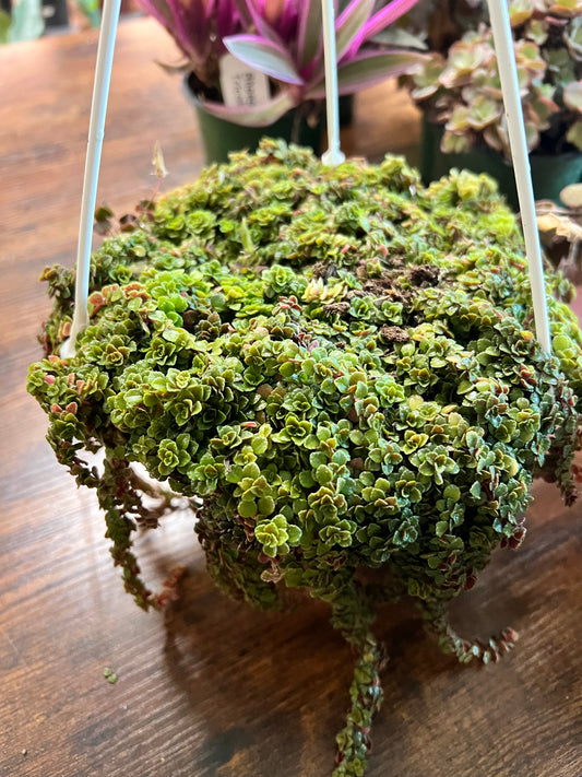 Pilea Depressa