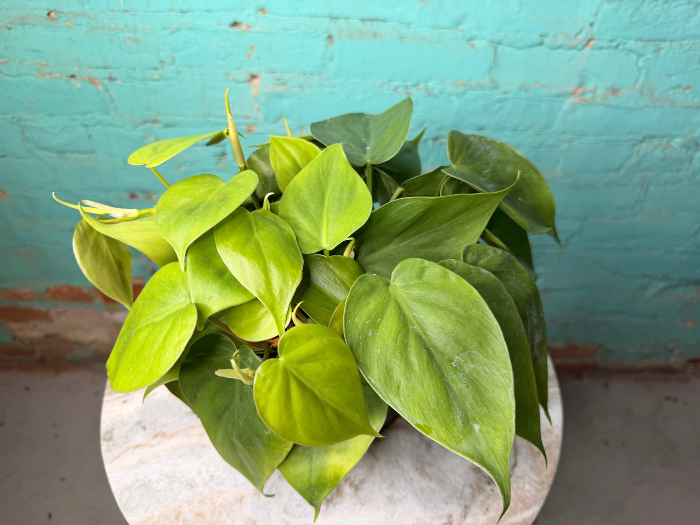 Philodendron Heart Leaf 6”