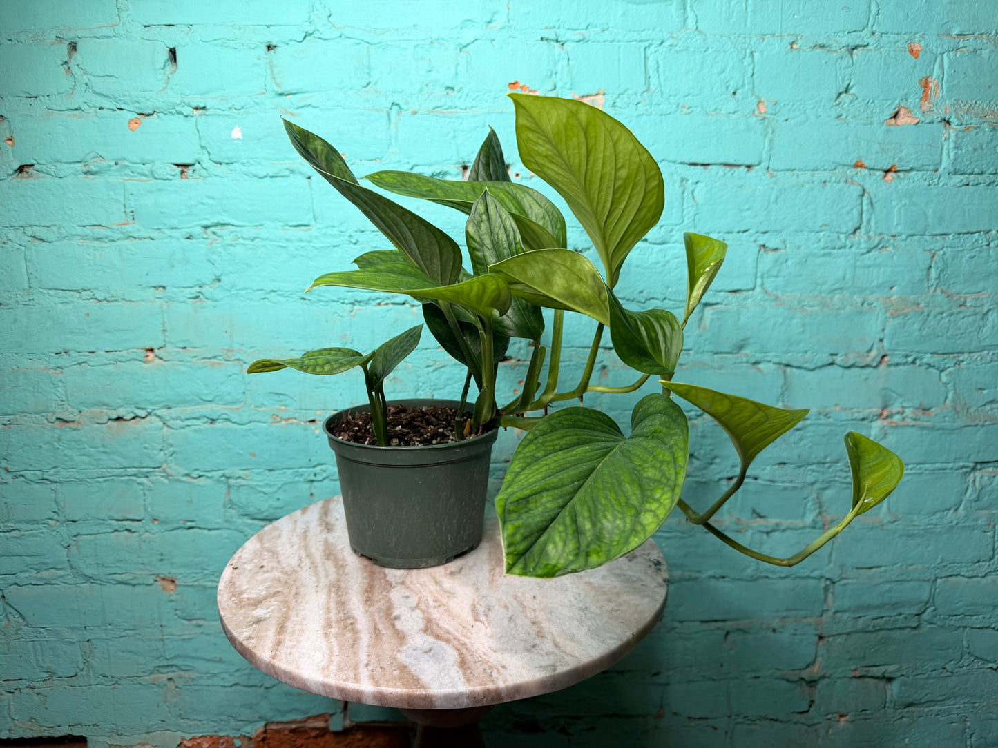 Monstera Pinnatipartita 6”