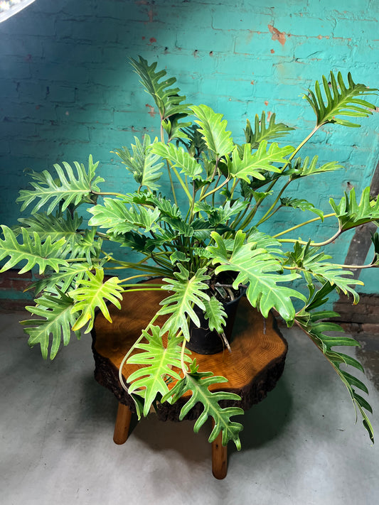 Philodendron Deja VU 10”