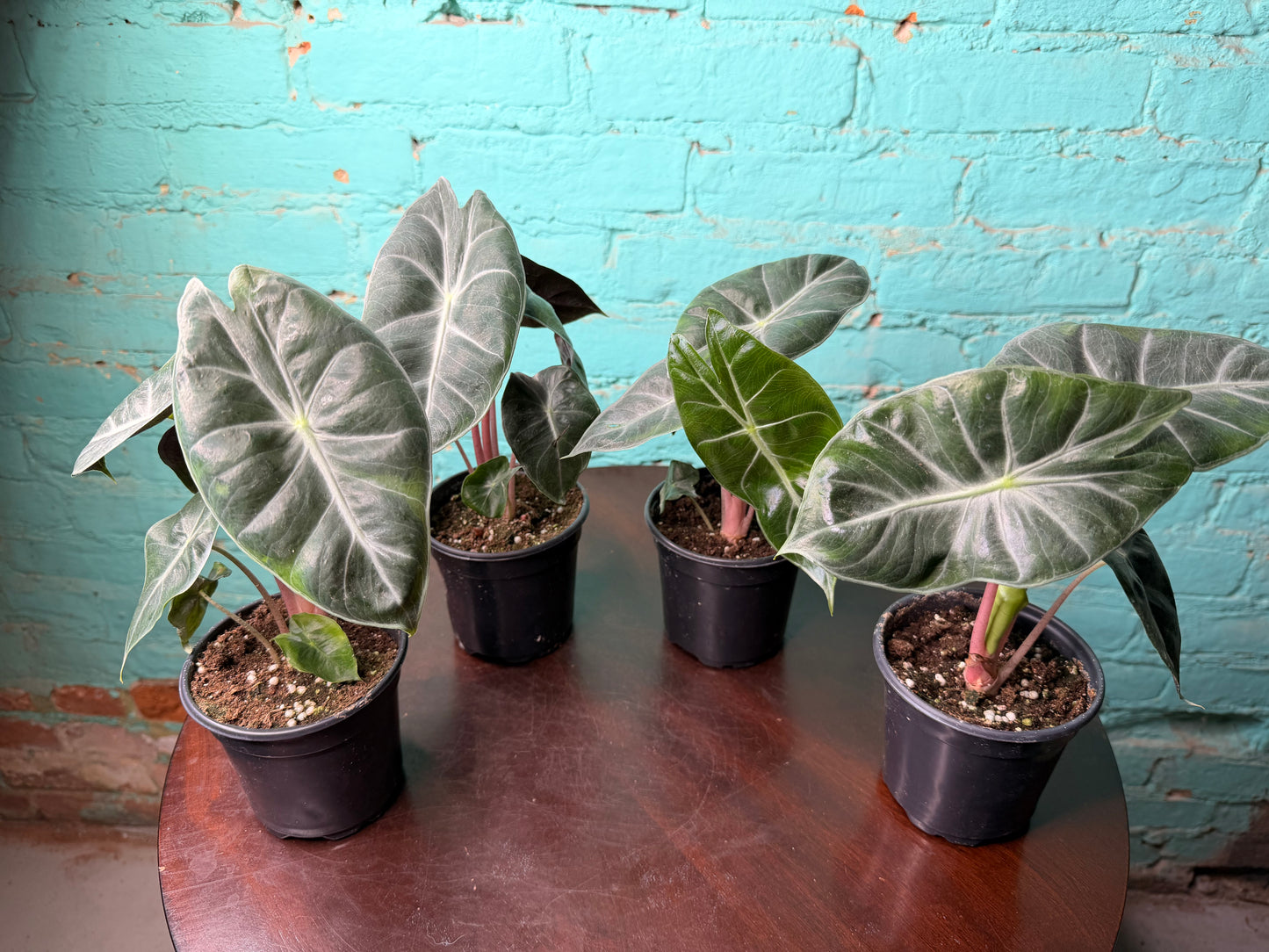 Alocasia Nairobi Nights 4”