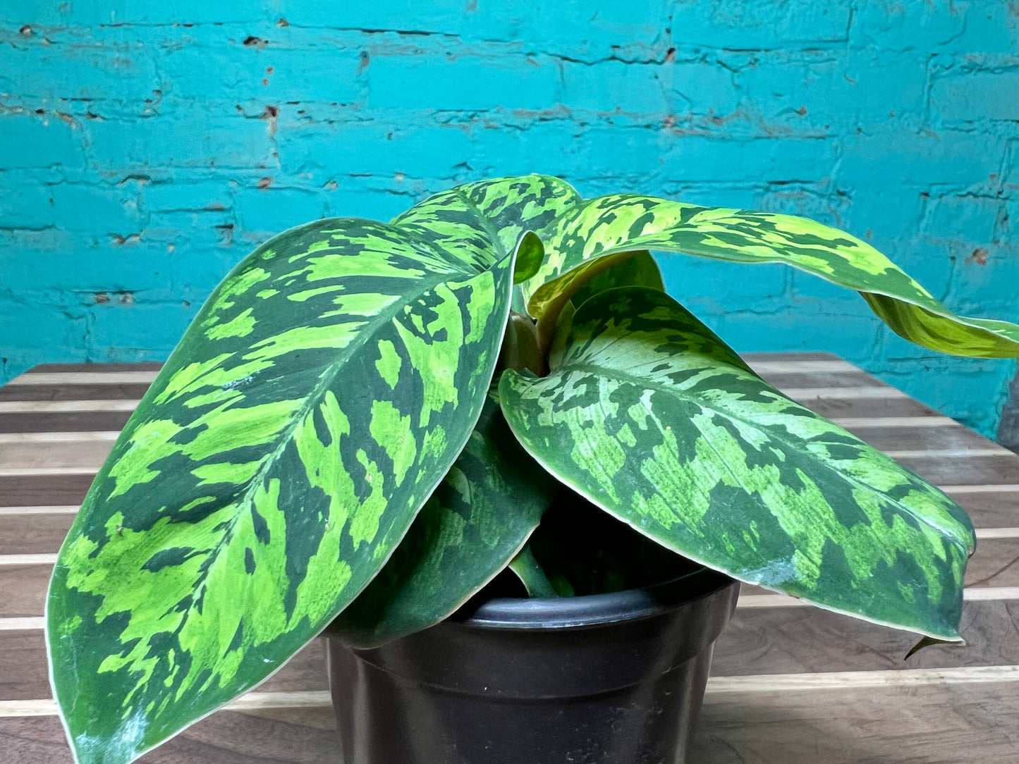 Homalomena Camouflage 4”