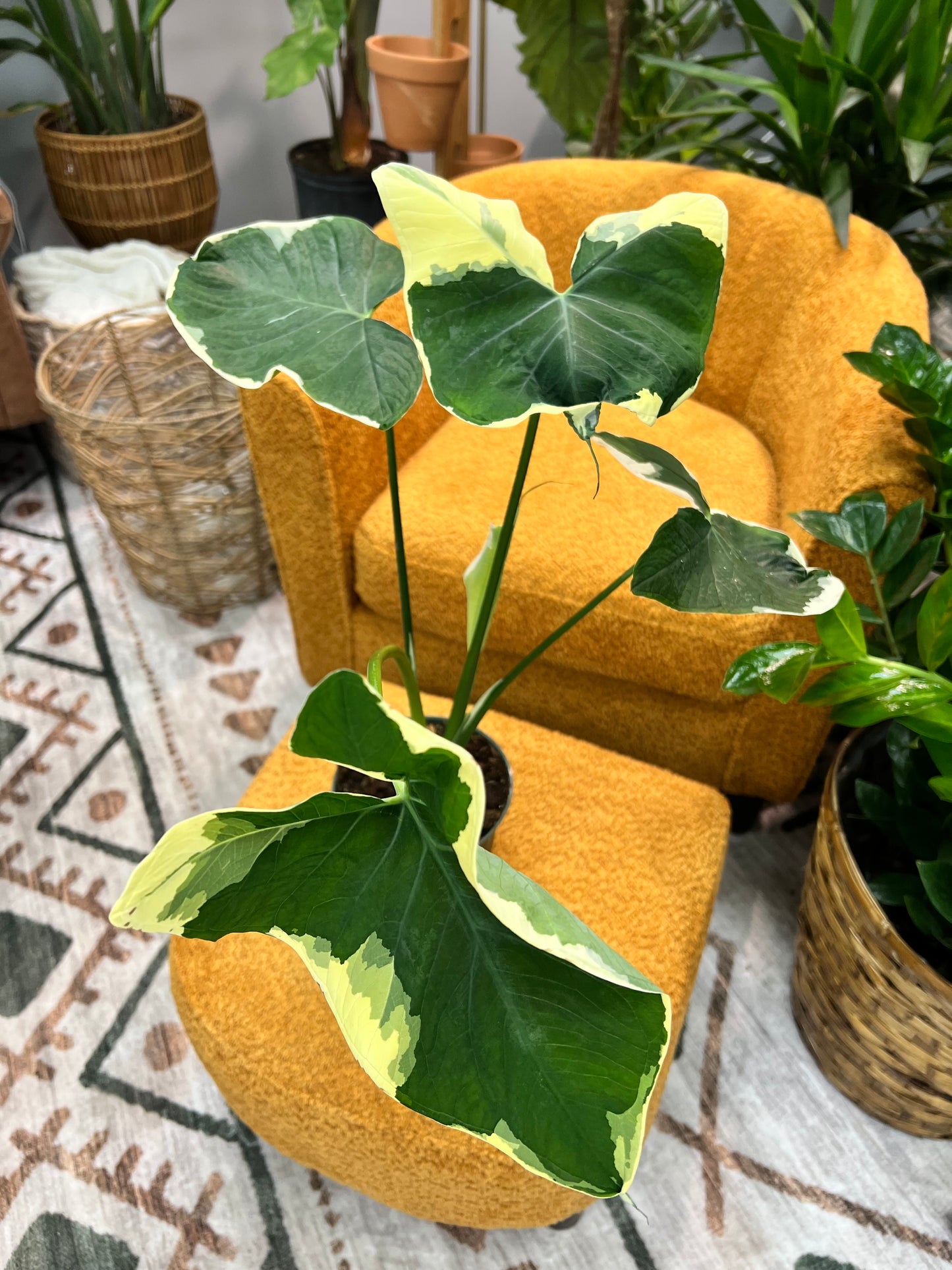 Alocasia-Mickey Mouse 6”