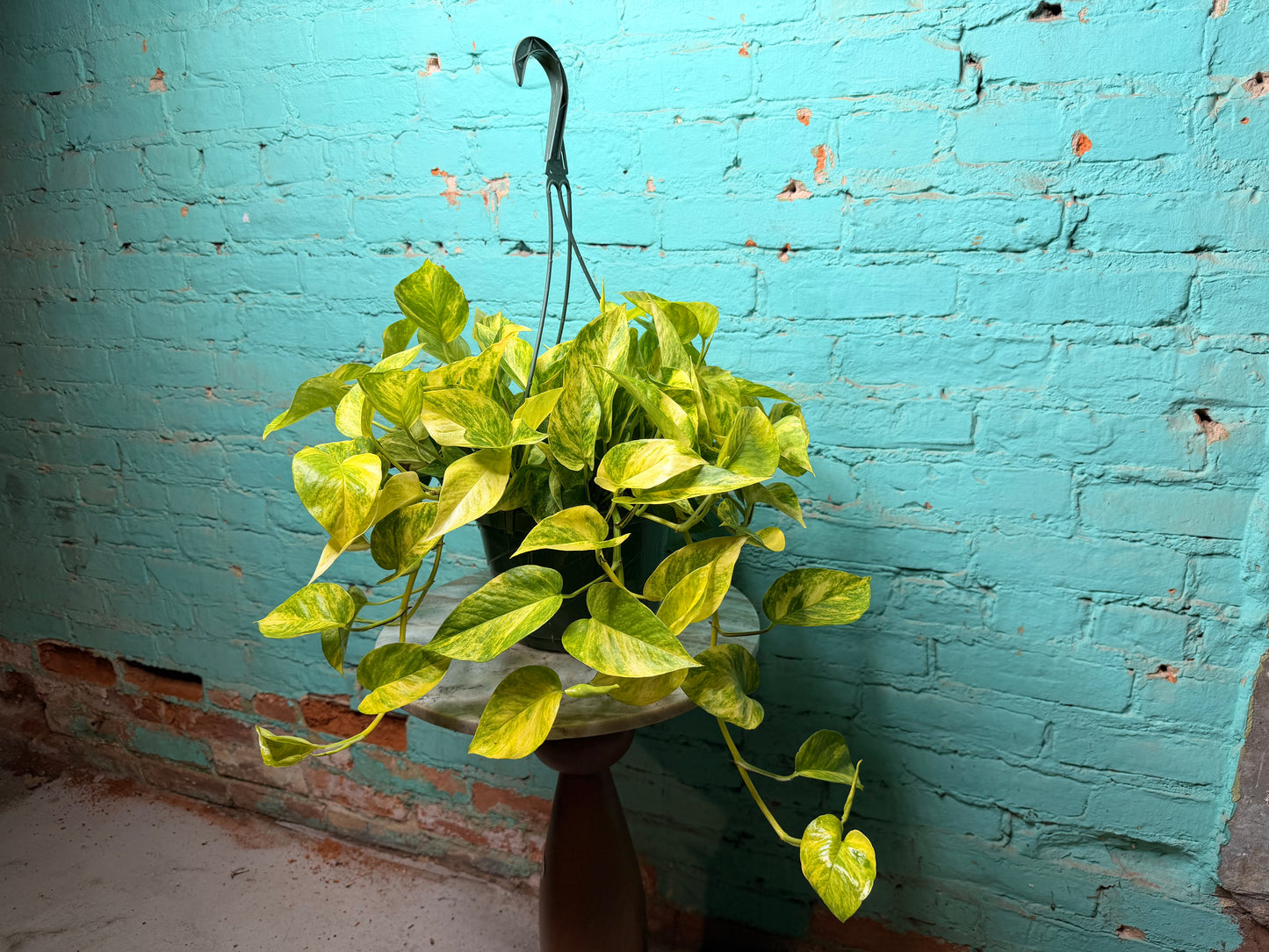 Pothos Neon Queen  8” Basket