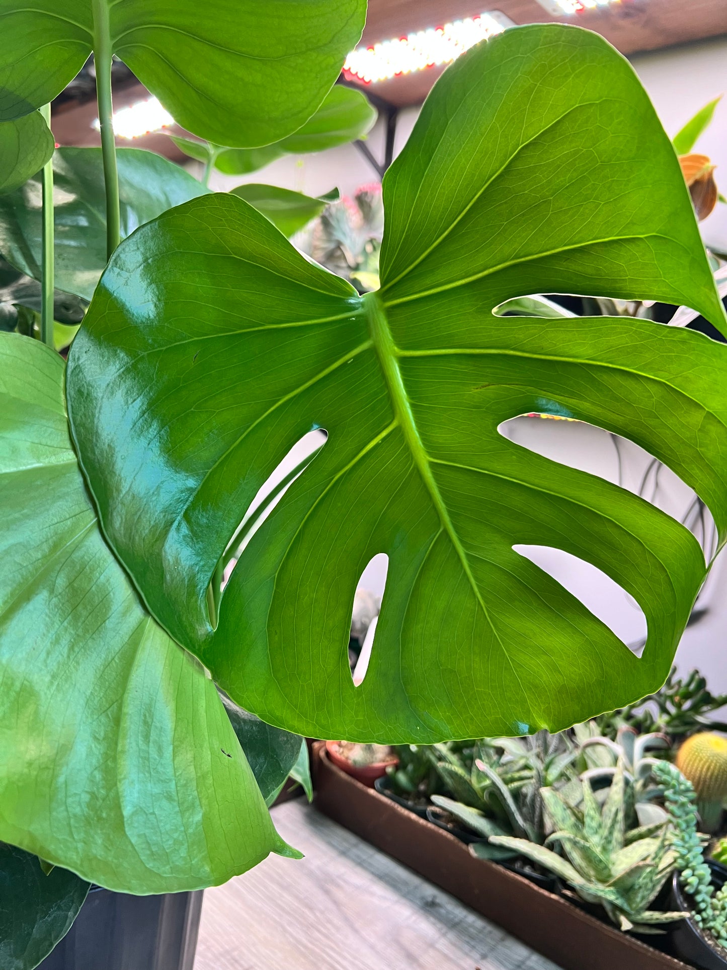 Monstera Deliciosa 8”