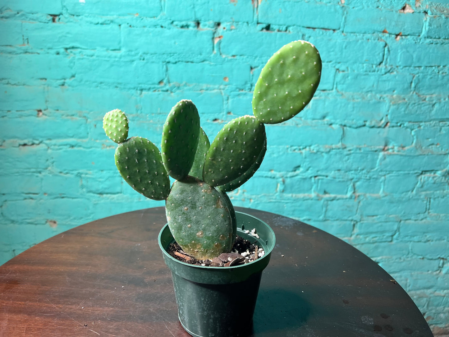 Optunia Cactus 4”