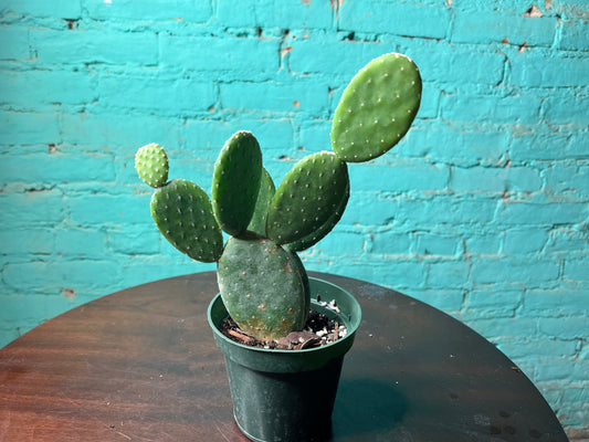 Optunia Cactus 4”