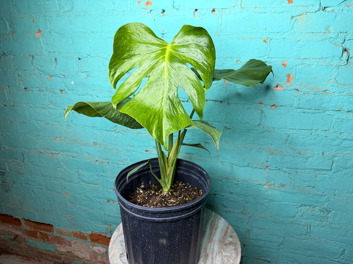 Monstera Green on Green 8”