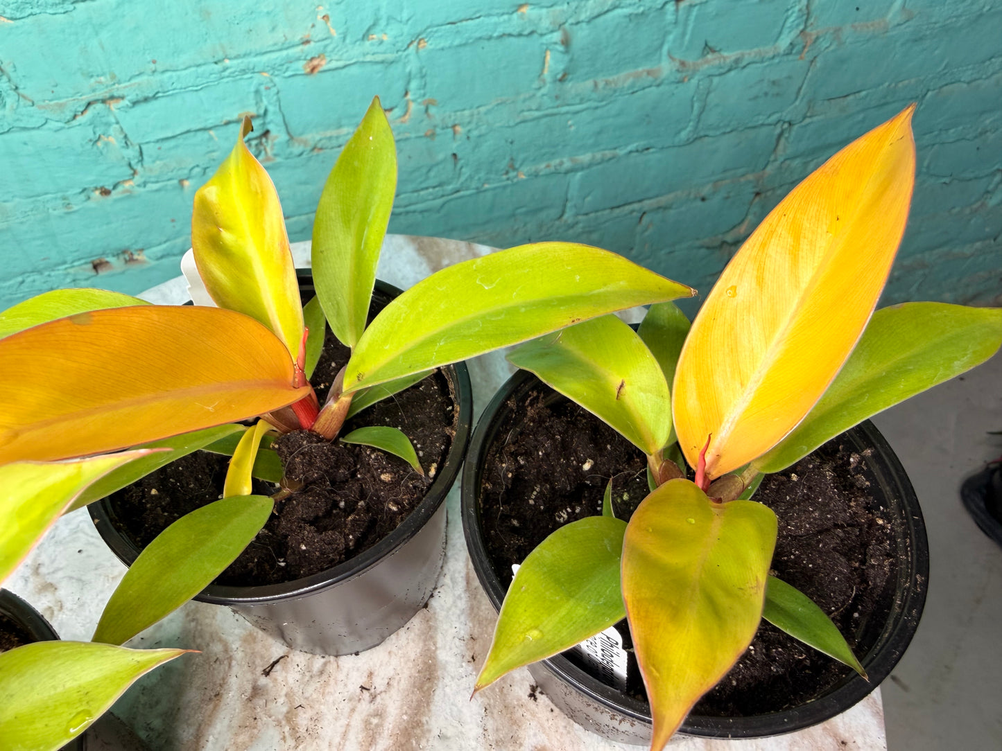 Philodendron Prince Of Orange  4”