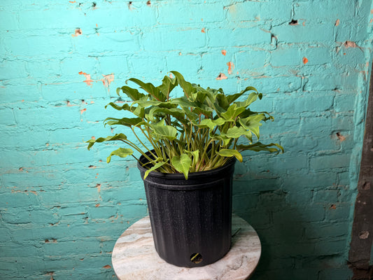 Philodendron Xanadu 10”