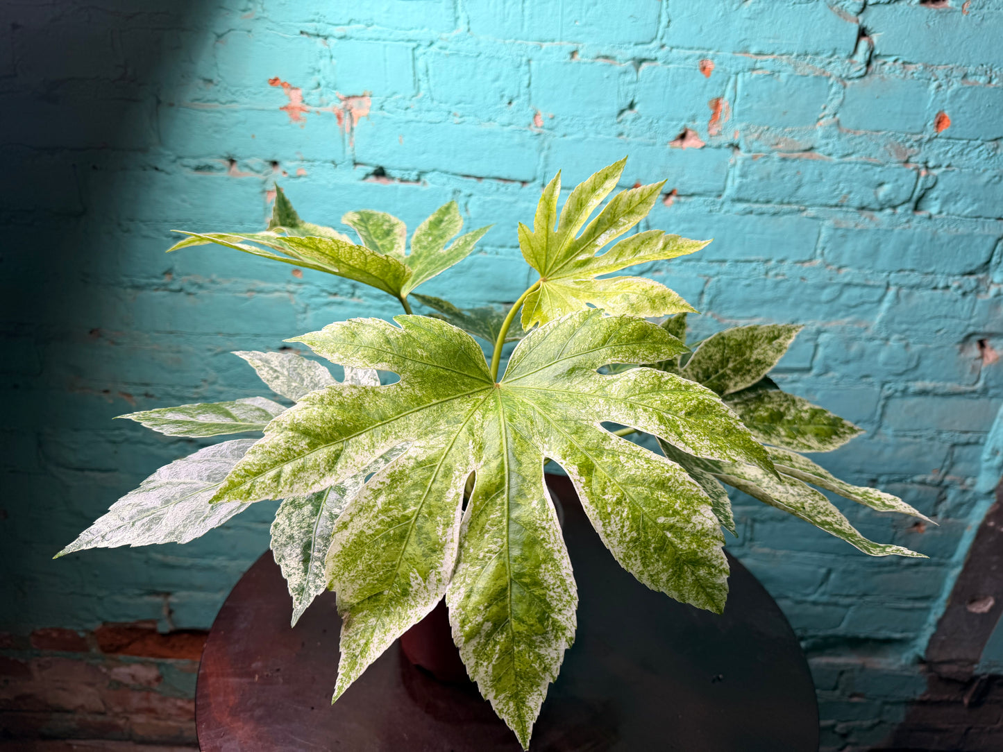 Fatsia Varegated 6”