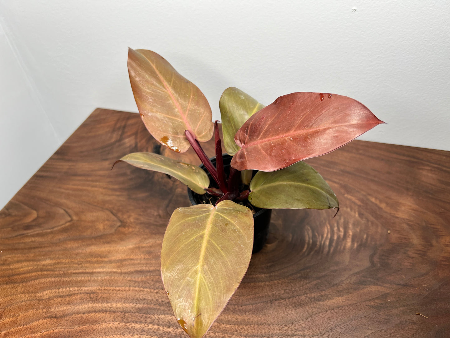 Philodendron Red Cherry