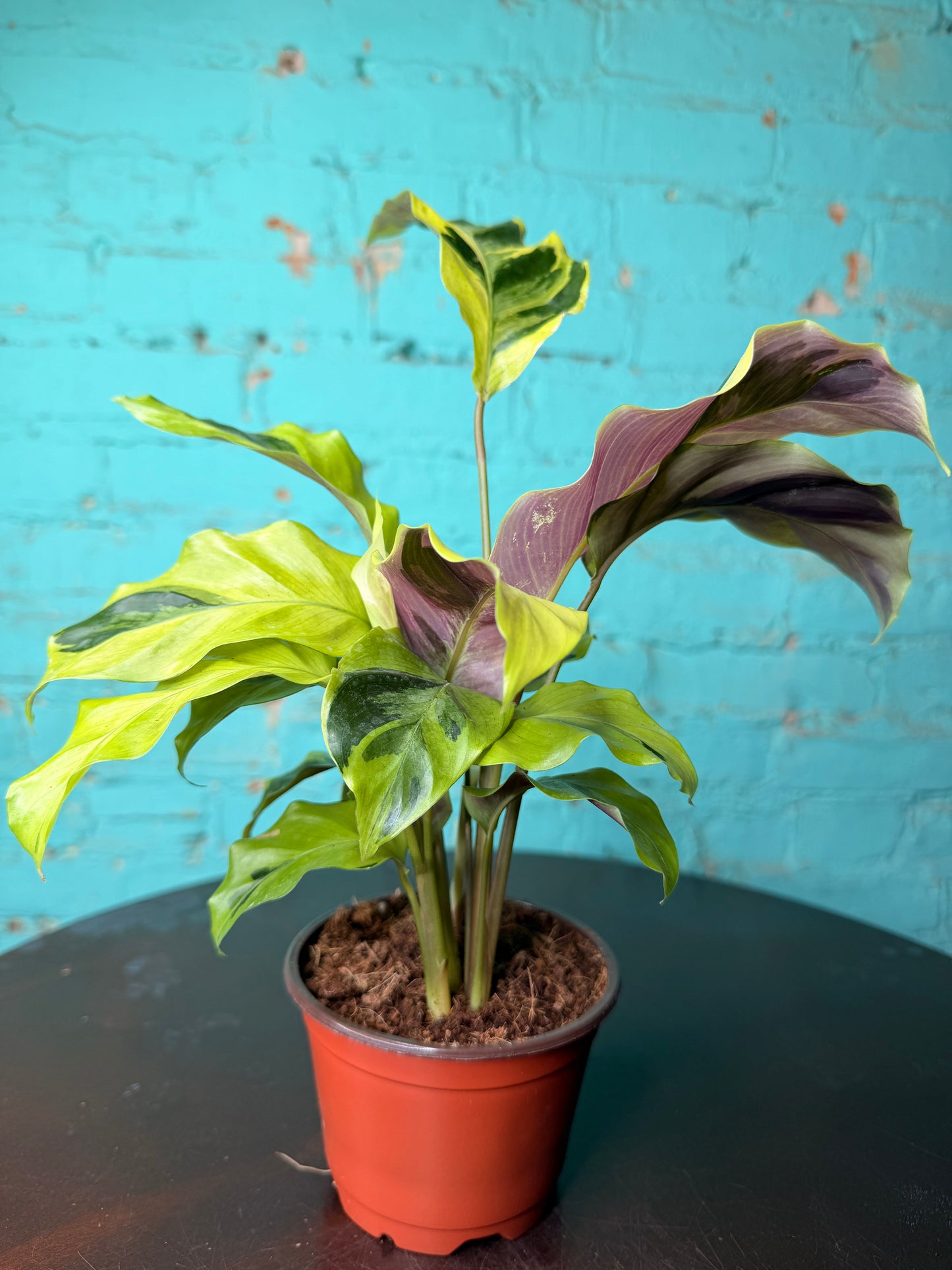 Calathea Yellow Allusion 4”
