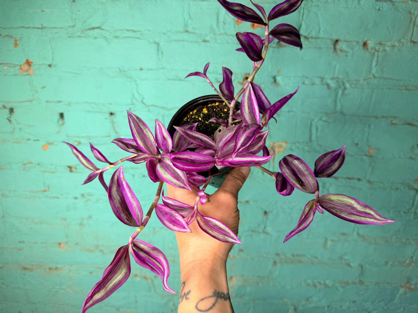 Tradescantia Pink Paradise 4”