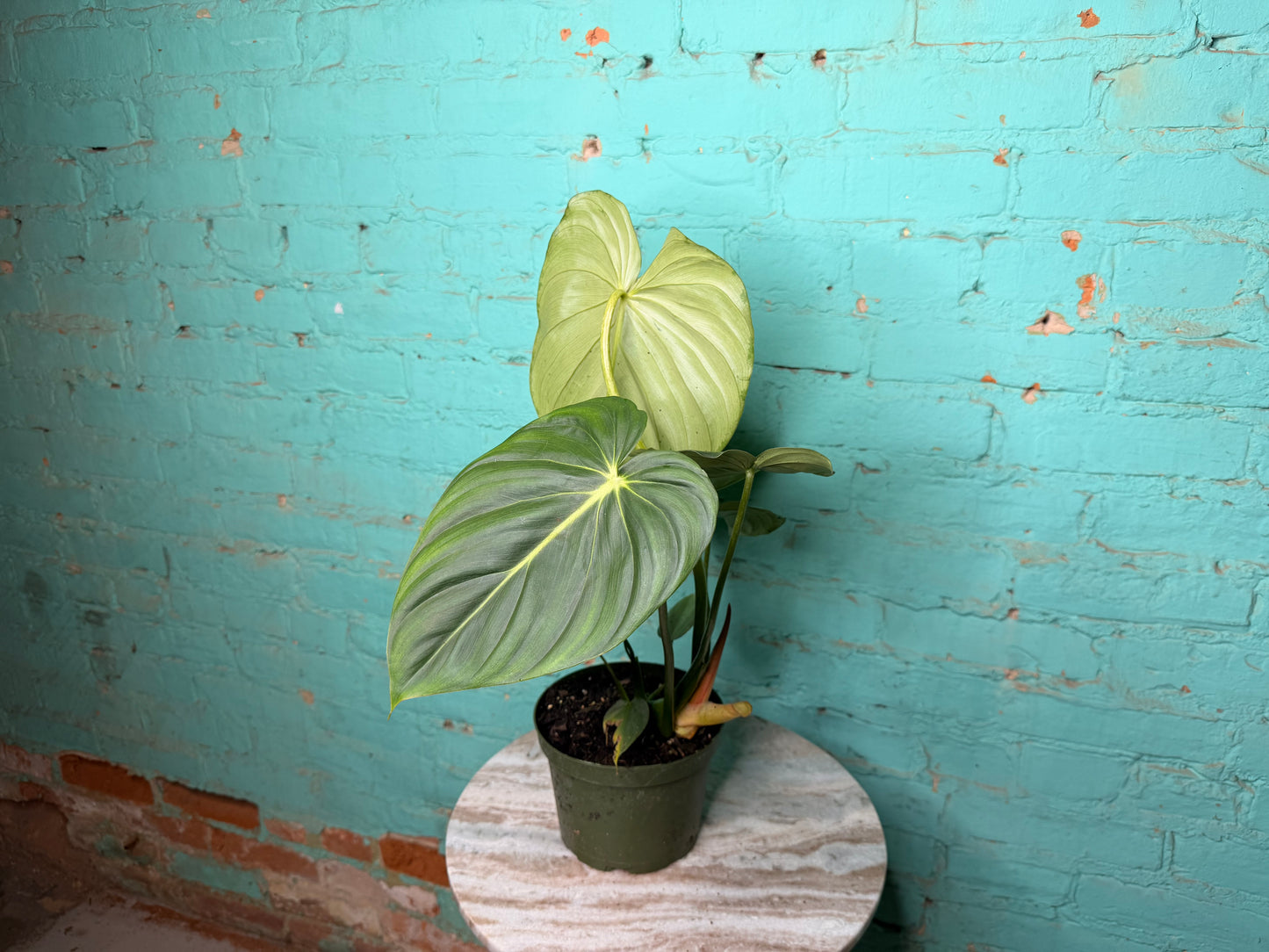 Philodendron McDowell 6”