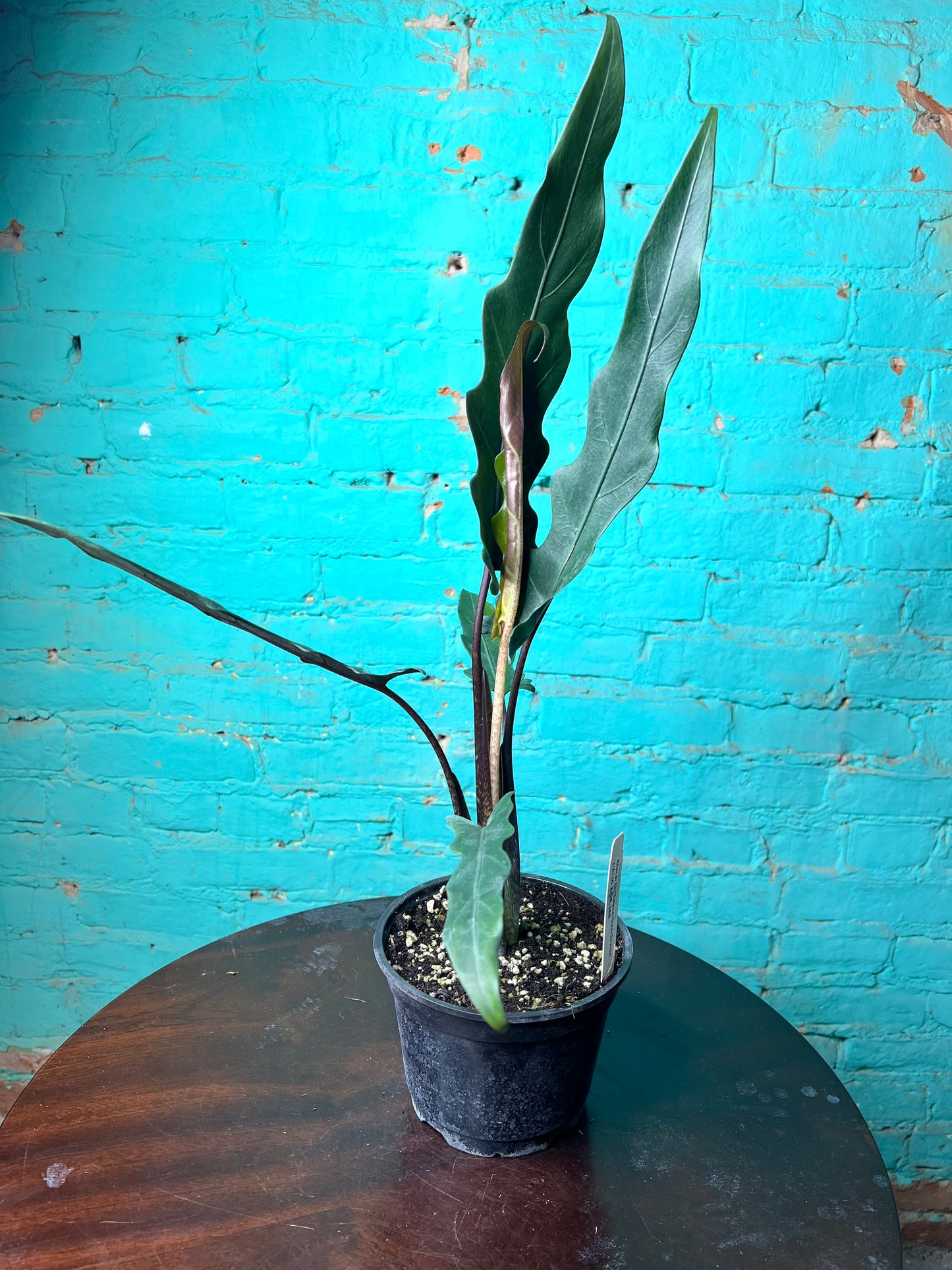 Alocasia Lauterbachiana 6” (Sword Tree)