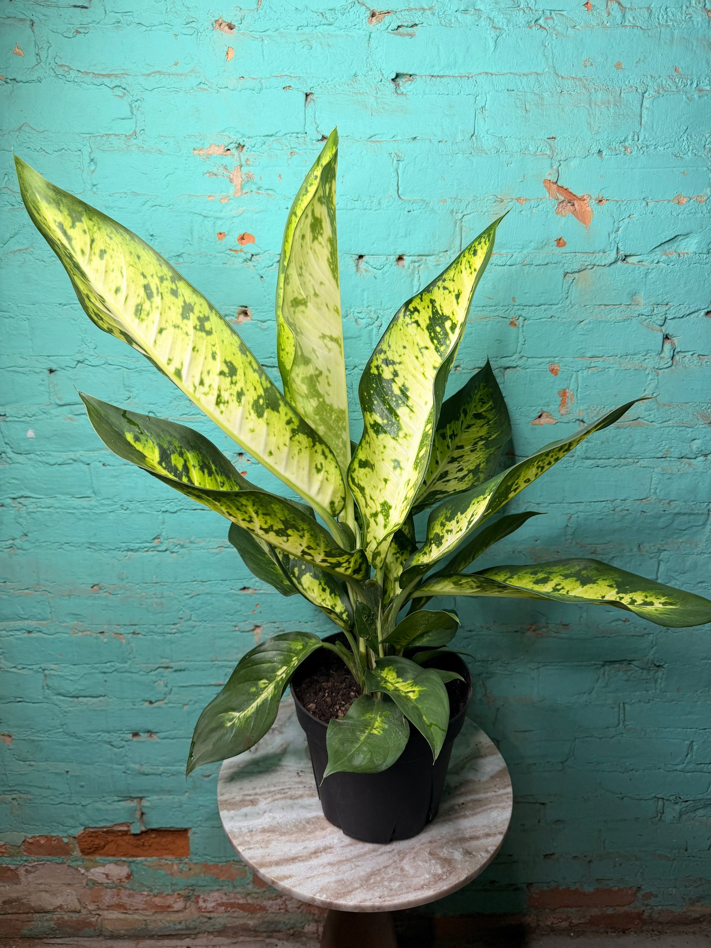 Dieffenbachia Bowmannii 8”