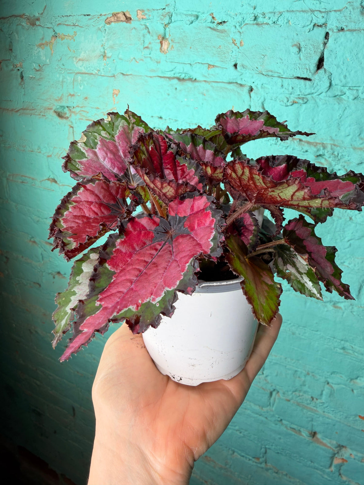Begonia Rex 4”
