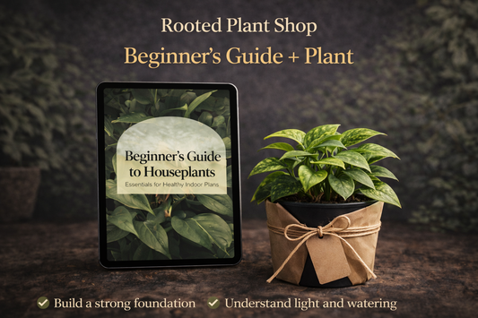 Beginner’s Guide for Houseplants & 4” Plant 🪴
