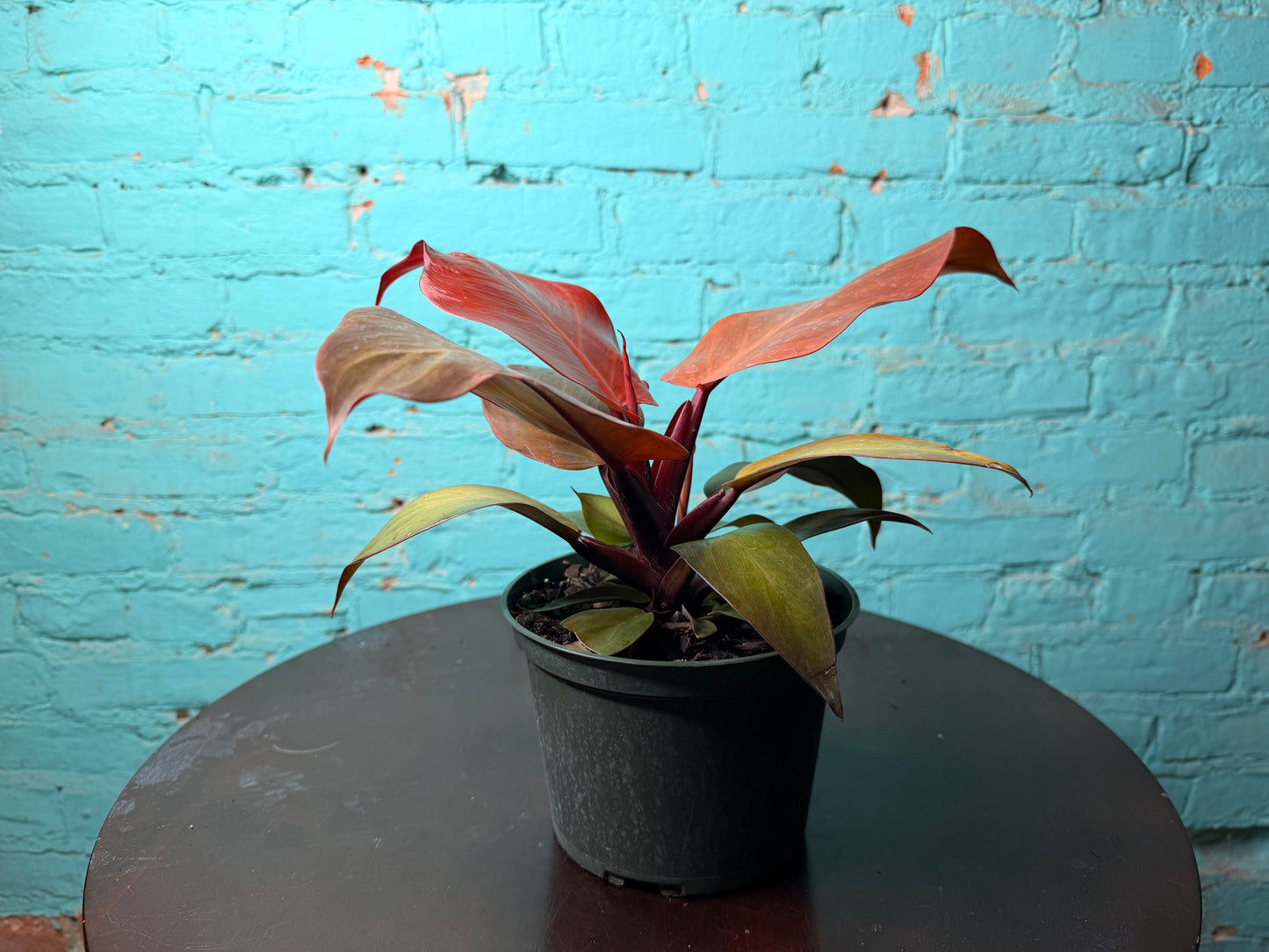 Philodendron- Red Sun 6”