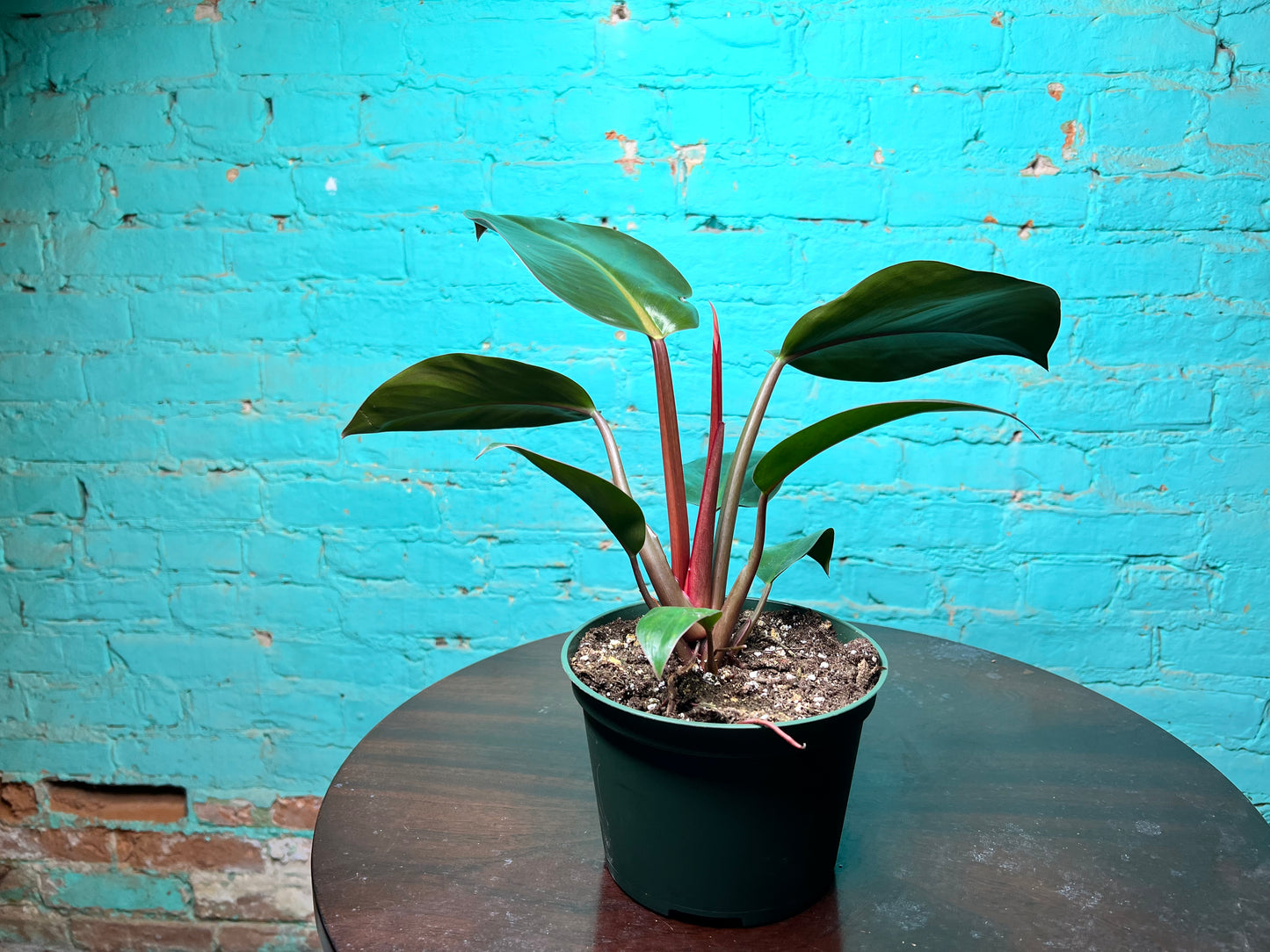 Philodendron Red Congo 6”
