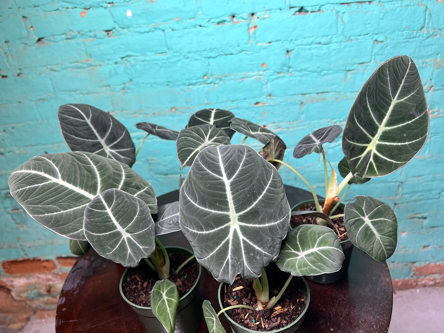 Alocasia-Black Velvet 4”