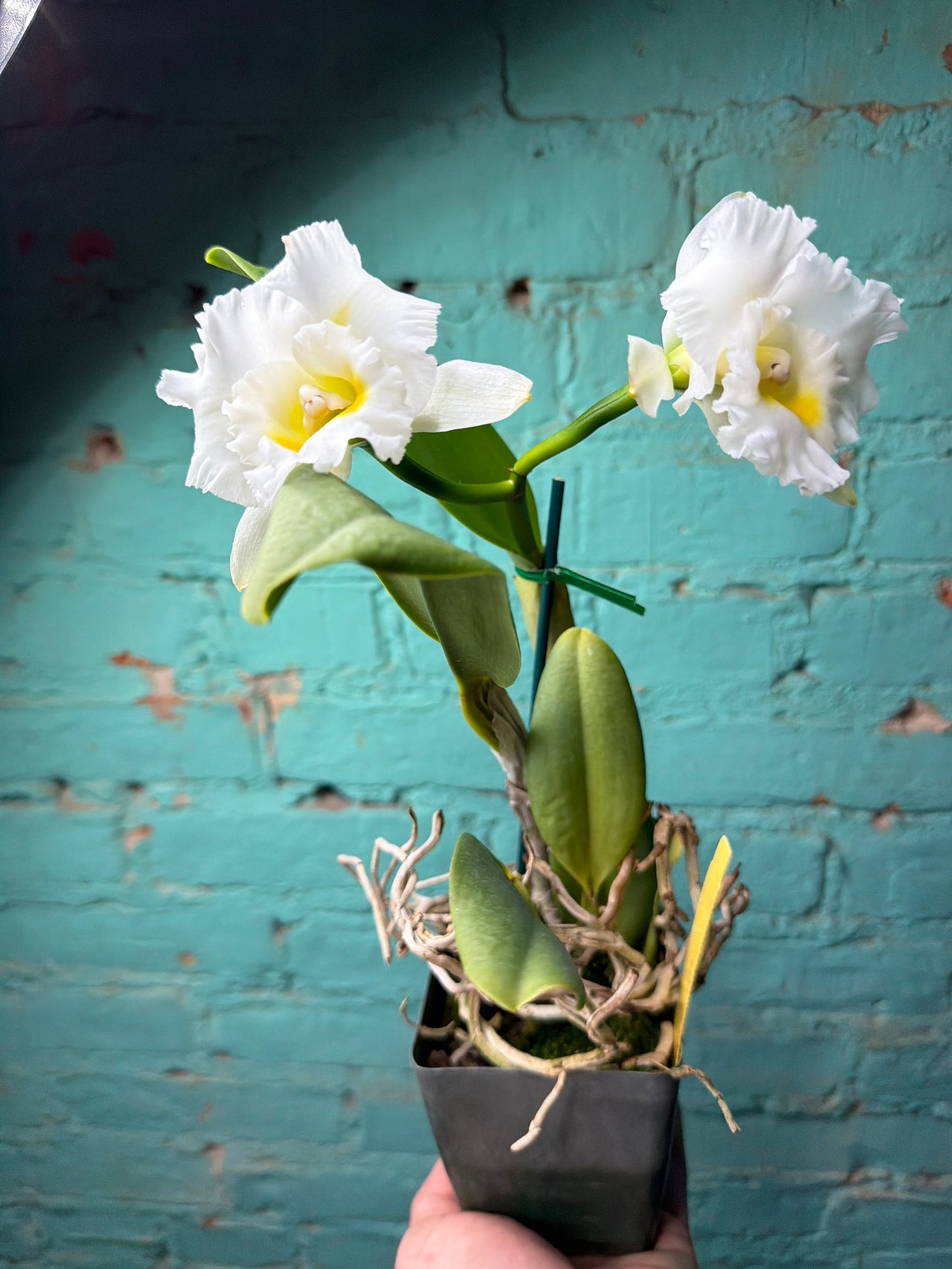Cattleya Bc. Island Charm ‘OC’ Brassocattleya hybrid Orchid