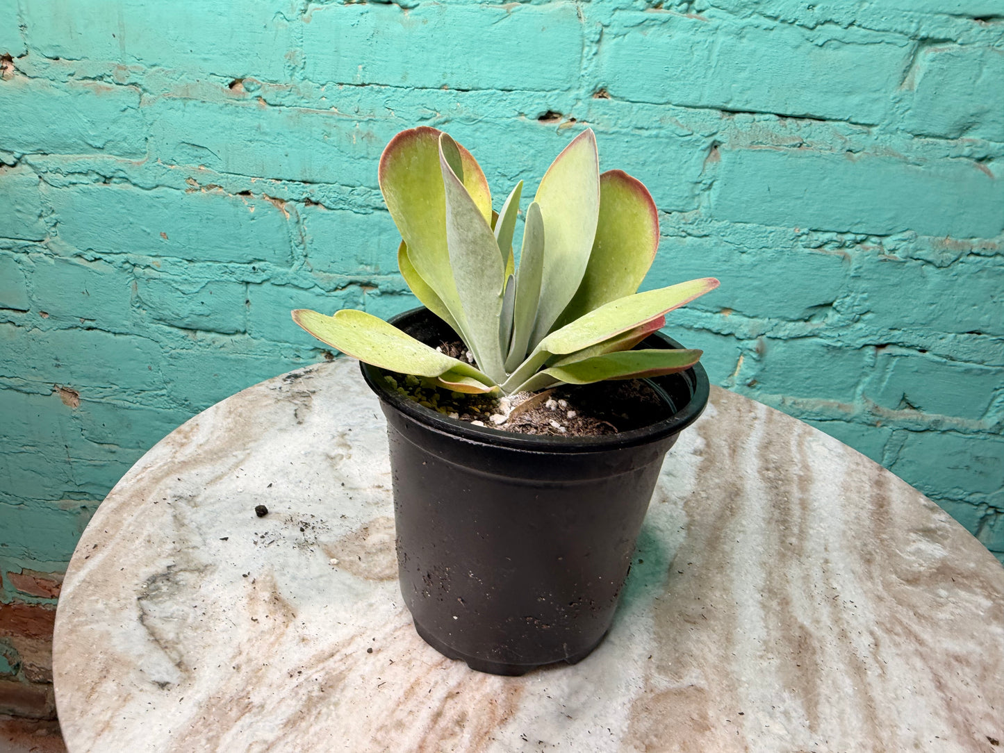 Kalanchoe Luciae ‘Fantastic’ 
- Flap Jack 4”