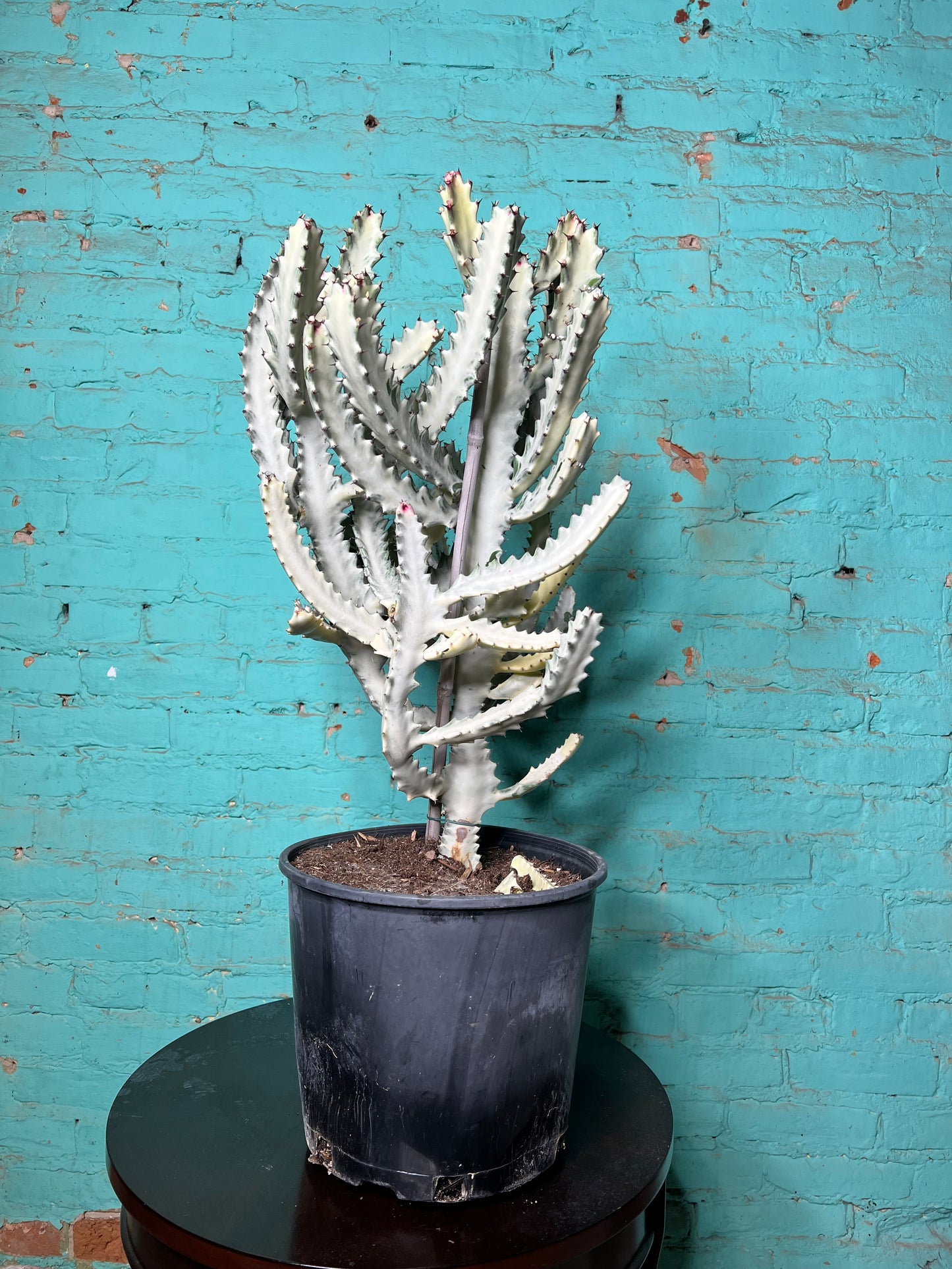 Euphorbia Trigonia Variegated 10”