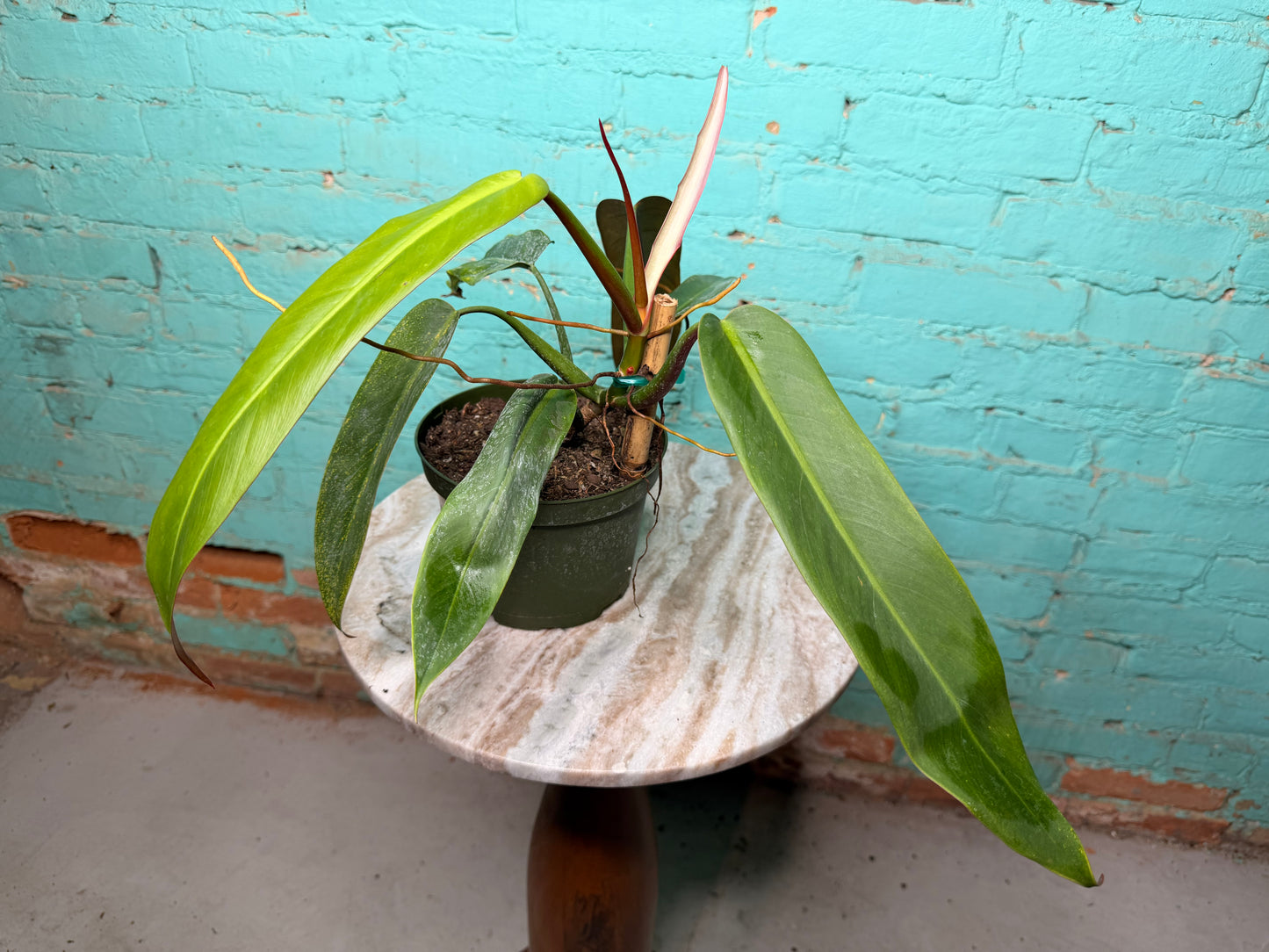 Philodendron Bicolor 6”