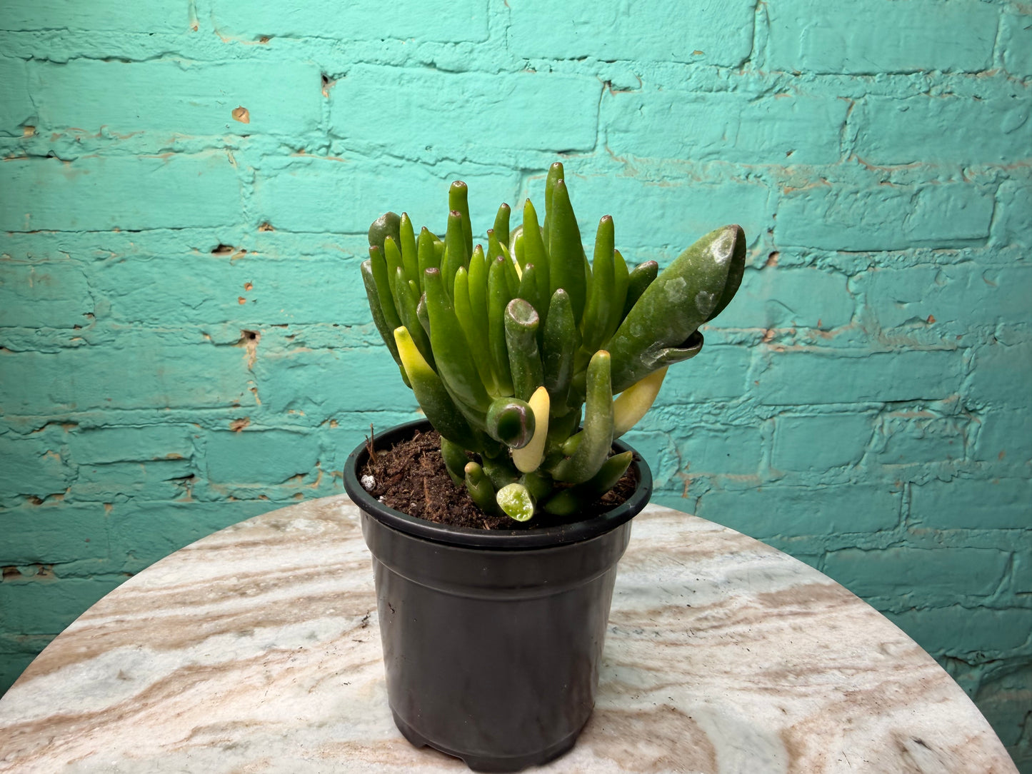 Jade- Fingers/Orgre Ears Variegated 4”