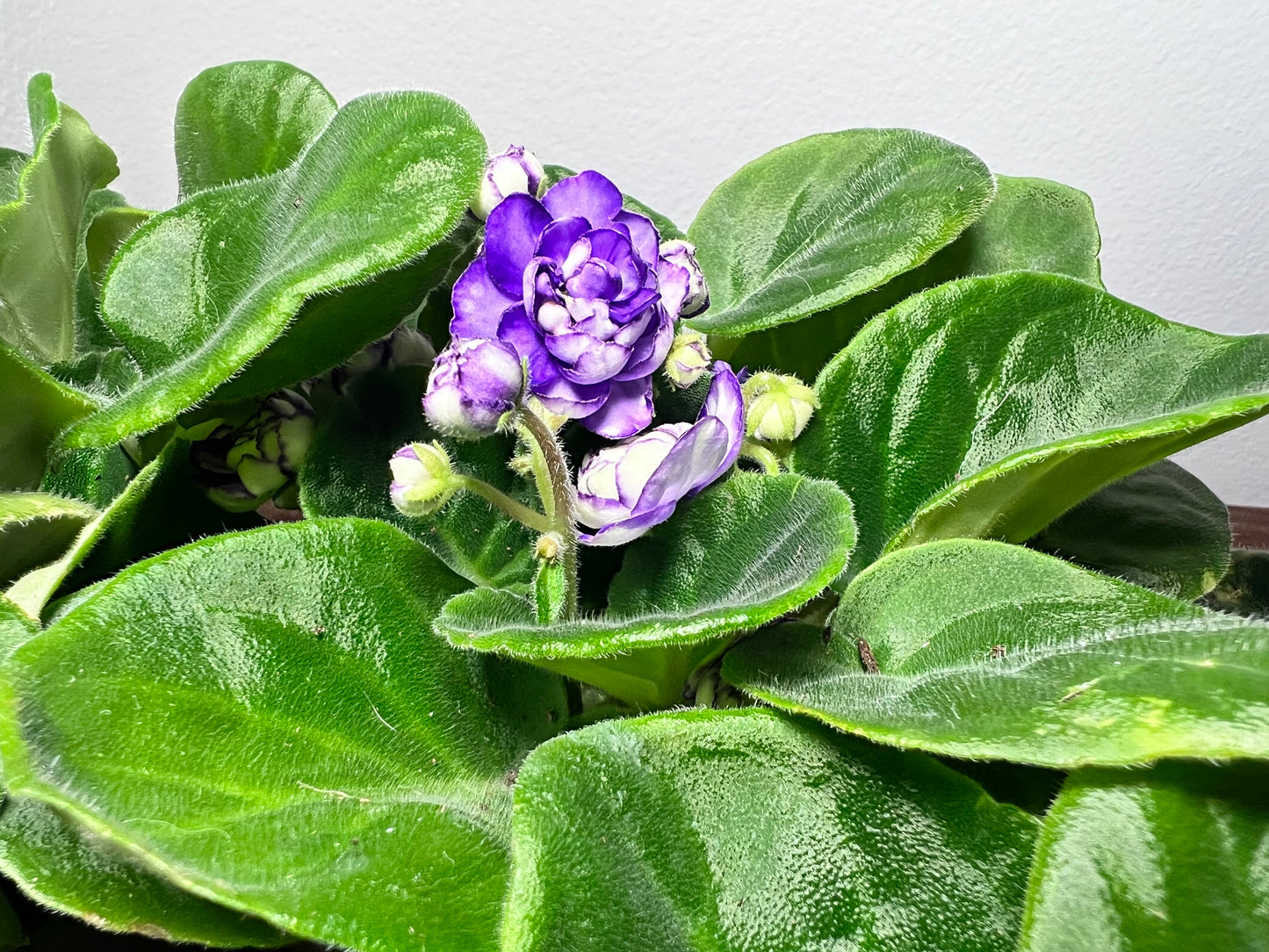 African Violet 4” hybrid