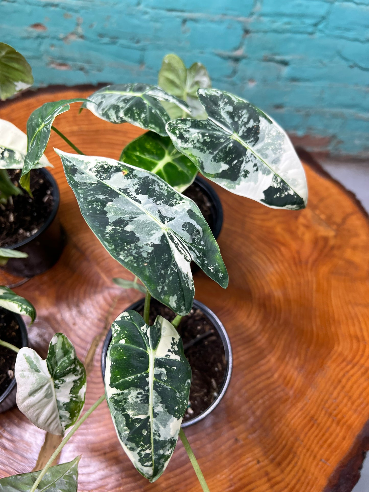 Alocasia Frydrek Variegated 4”