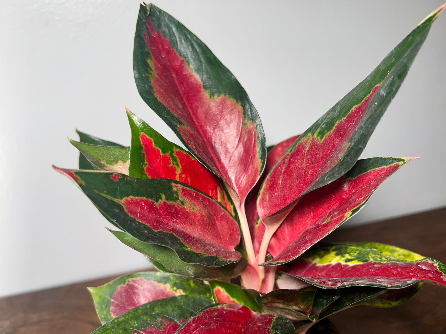 Aglaonema Star King  4”
