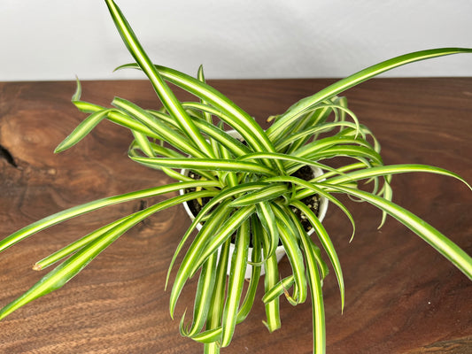 Spider Plant (Pet friendly)