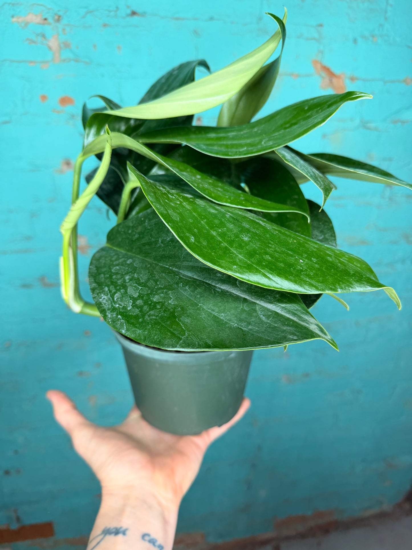 Monstera Decursiva 6” “Dragon Tail”