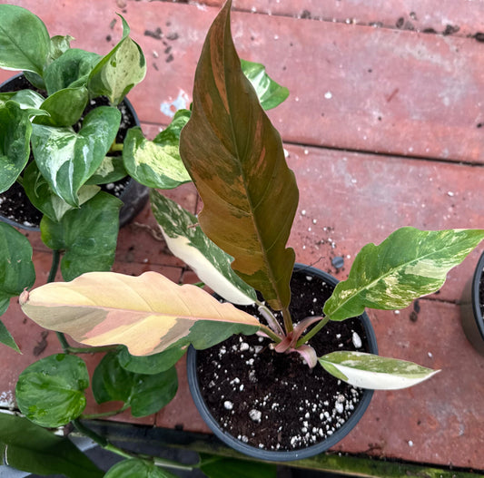 Philodendron Carmel Marble 6”