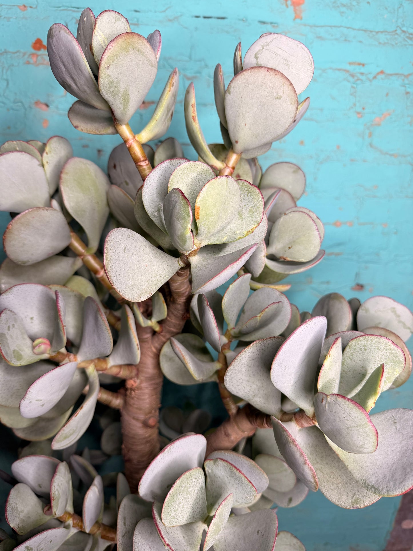 Jade Silver Dollar 10”