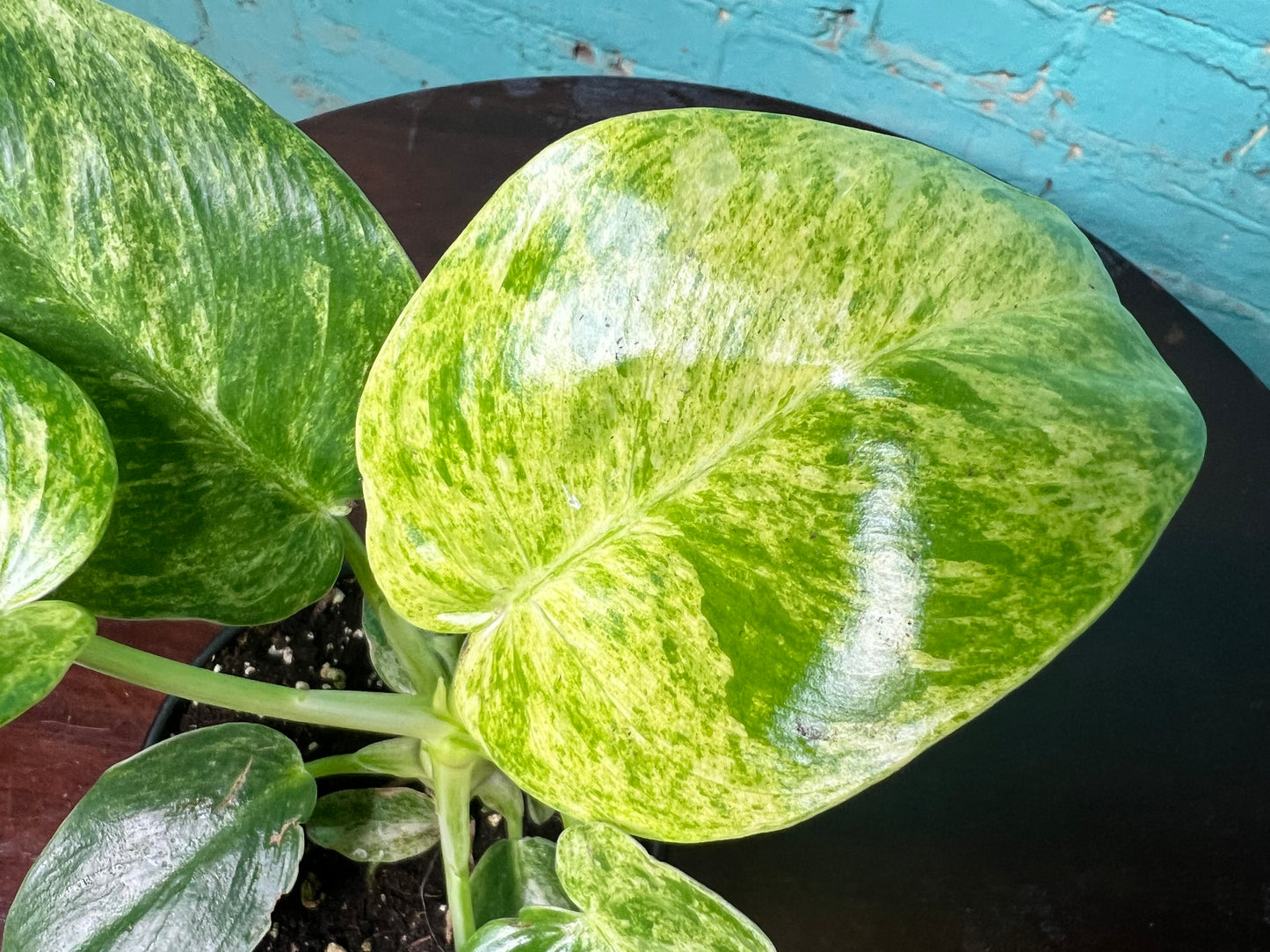 Philodendron Blizzard 4”
