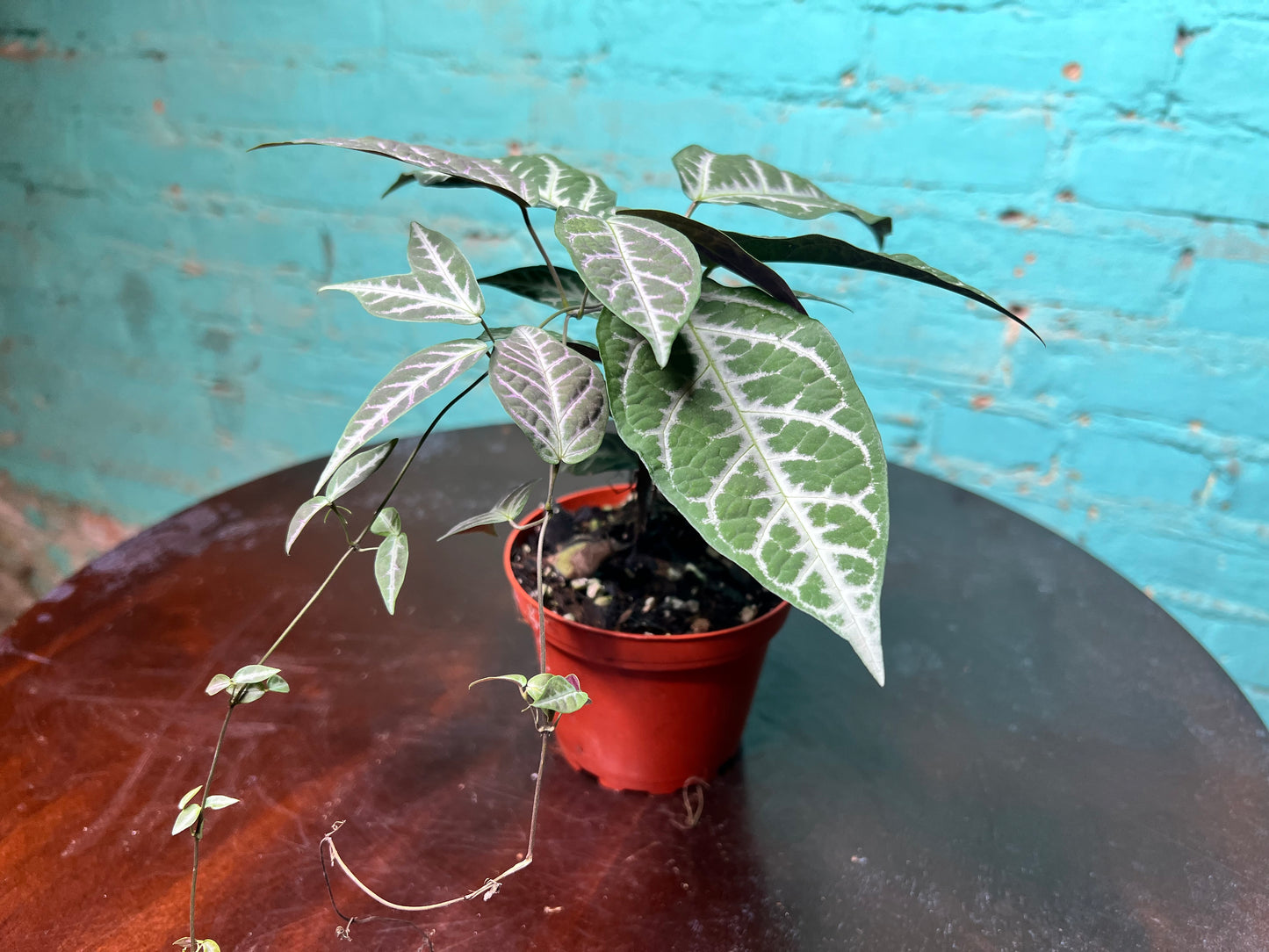 Bignonia Argyro violacea (Cross Vine) 4”