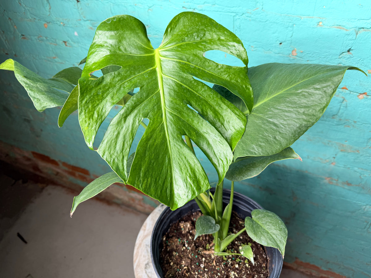 Monstera Green on Green 8”