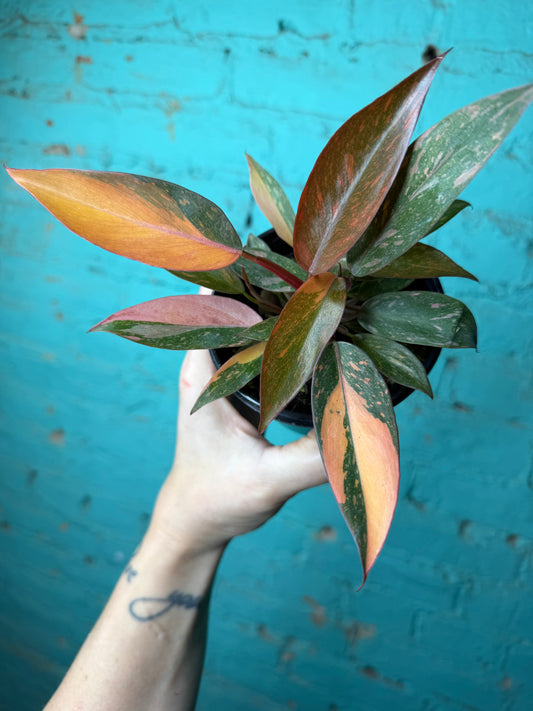 Philodendron Orange Princess 4”