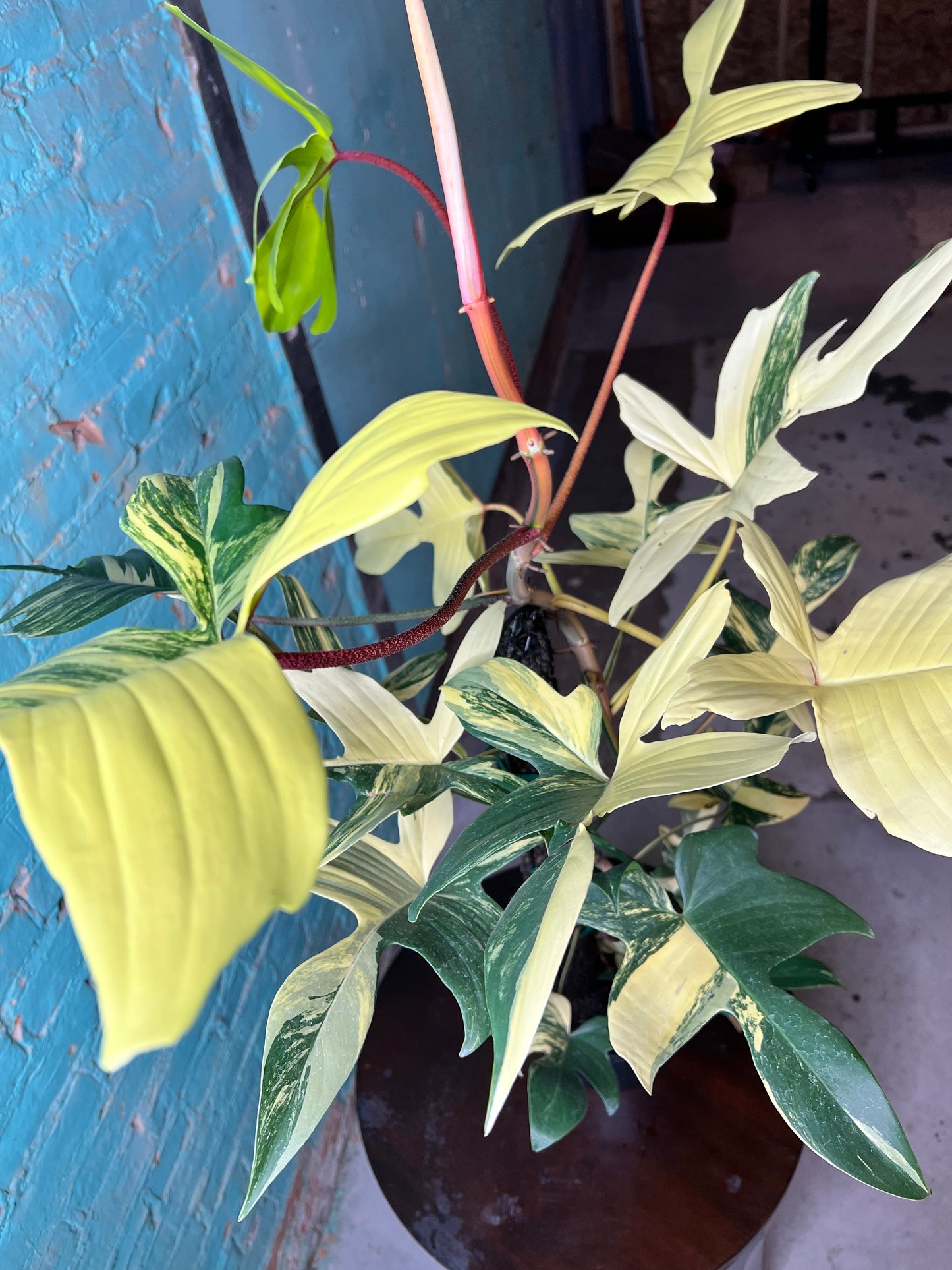 Philodendron Variegated Florida Beauty 8”
