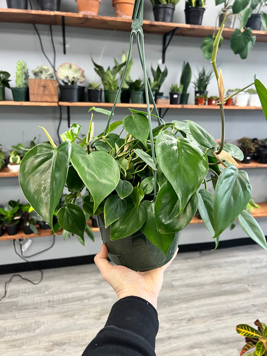 Philodendron heart leaf 8” basket