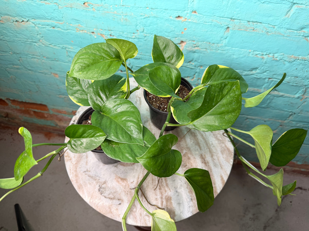 Epip Poonsin Manjula 4”